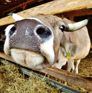 Kuh im Stall 305×309
