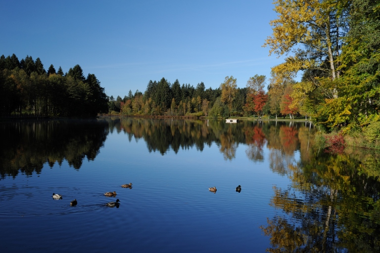 Spiegelungen mit Herbstbäumen am Waldsee