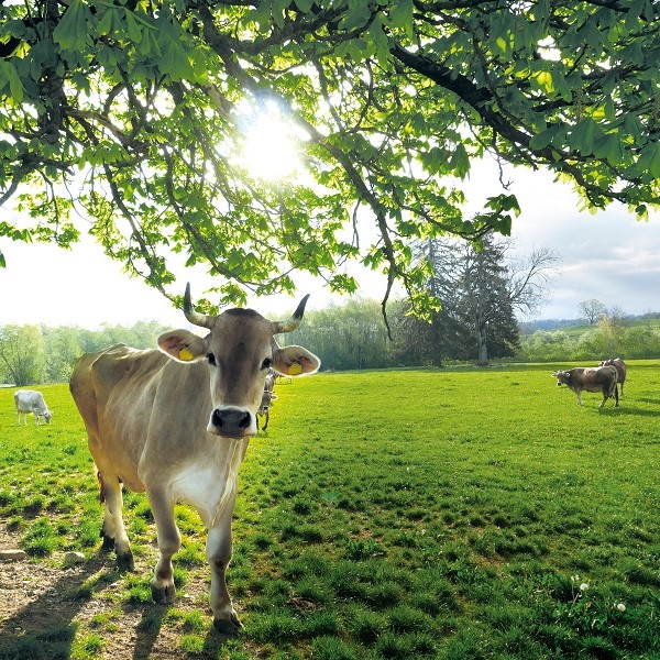 allgaeuer hof milch heumilchkuh fruehling